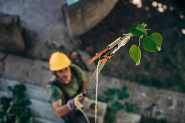 Professional Tree Care  in Westminster, TX